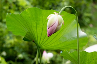 Pink petals plants
